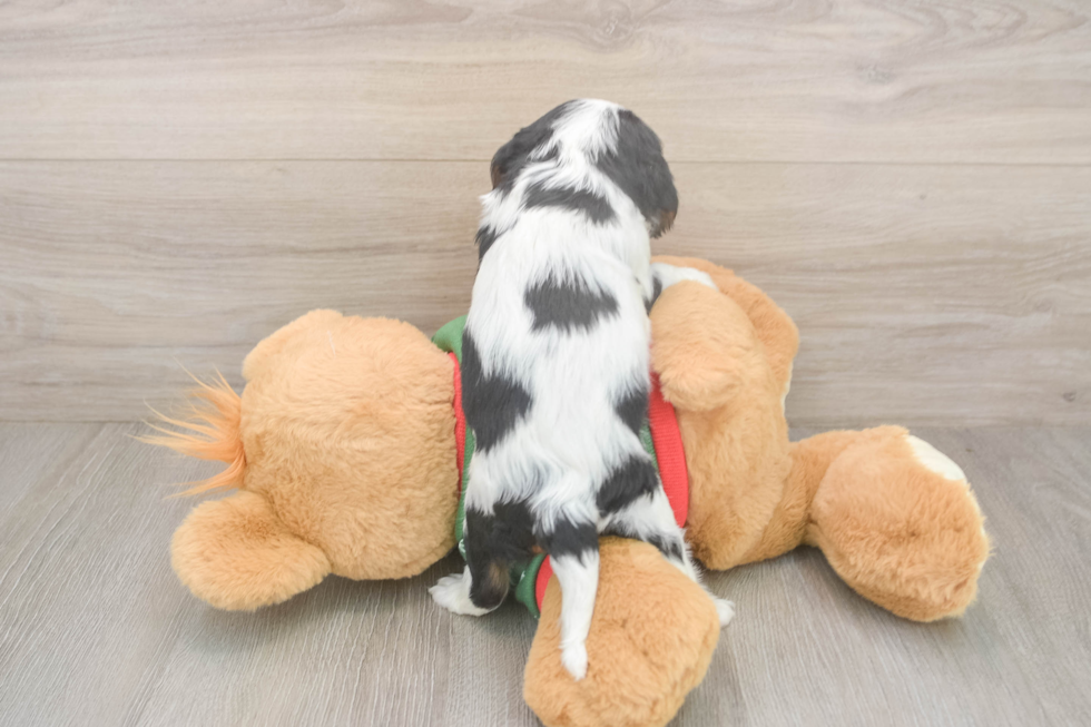 Akc Registered Cavalier King Charles Spaniel Purebred Pup
