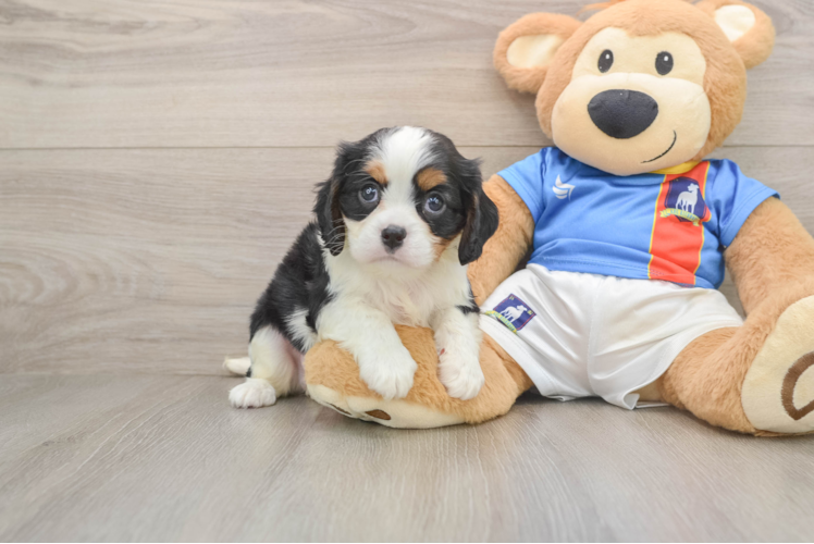 Cavalier King Charles Spaniel Puppy for Adoption