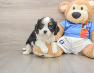 5 week old Cavalier King Charles Spaniel Puppy For Sale - Premier Pups