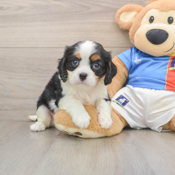 Cavalier King Charles Spaniel Puppy for Adoption