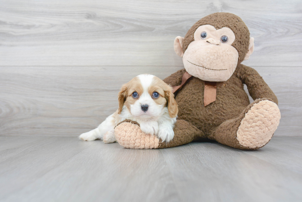 Cavalier King Charles Spaniel Pup Being Cute