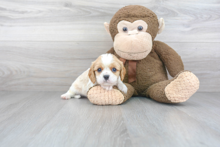 Little Cavalier King Charles Spaniel Purebred Pup