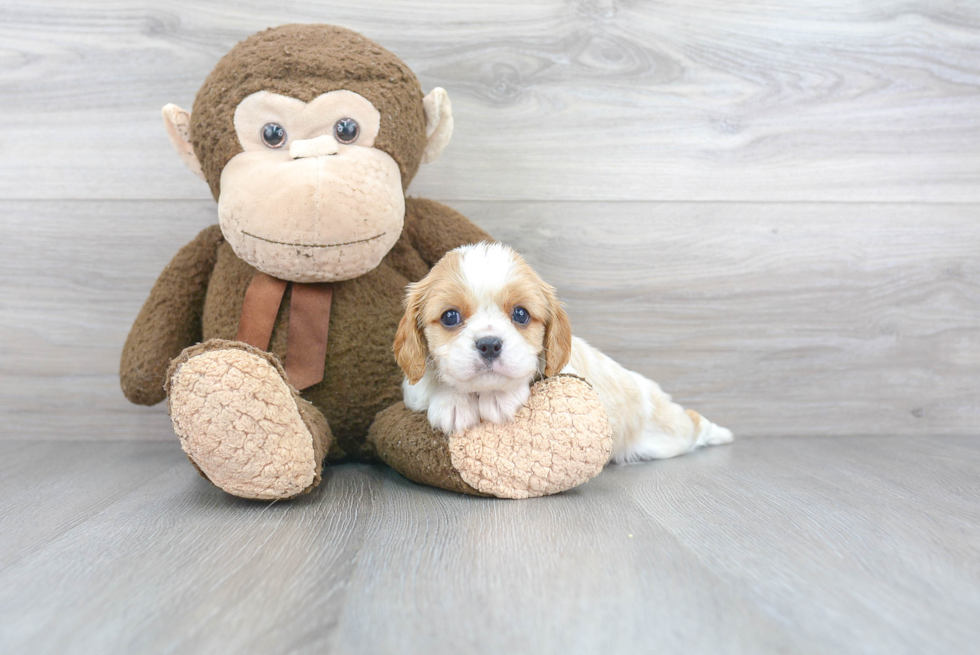 Cavalier King Charles Spaniel Puppy for Adoption