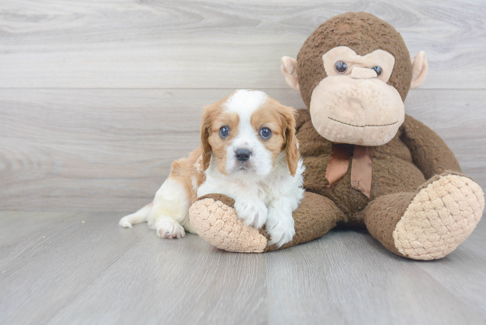 Akc Registered Cavalier King Charles Spaniel Baby