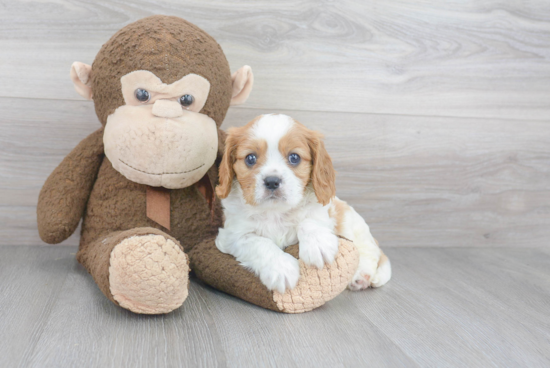 Playful Cavalier King Charles Spaniel Purebred Pup