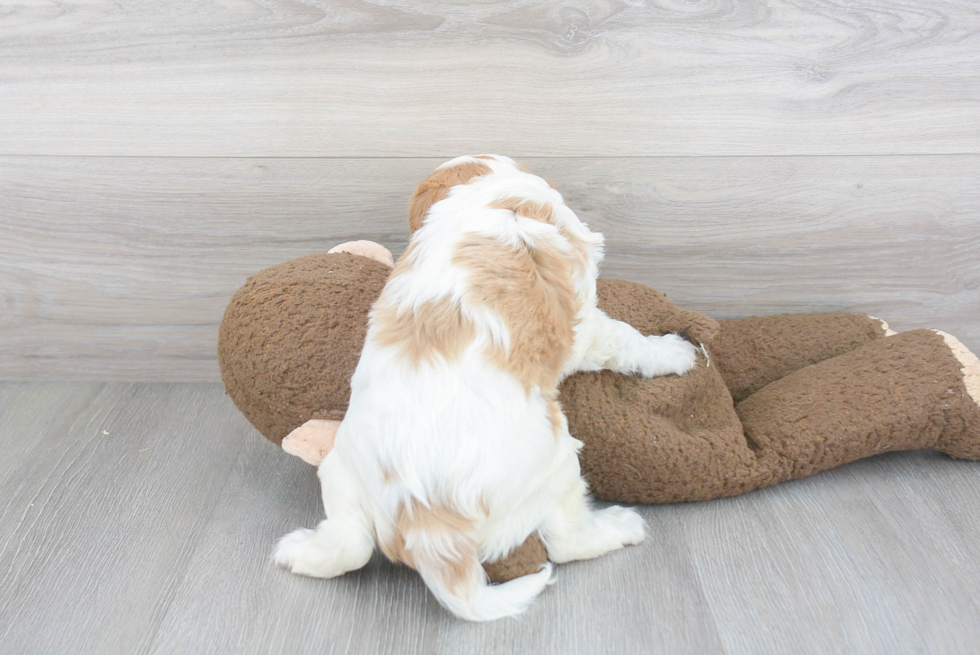 Happy Cavalier King Charles Spaniel Purebred Puppy