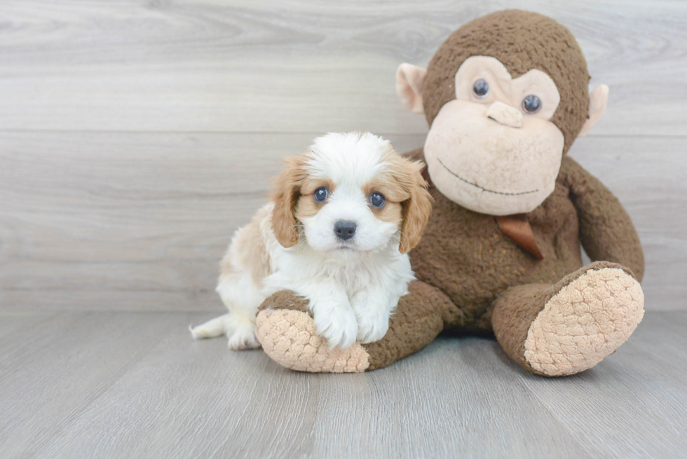 Cavalier King Charles Spaniel Pup Being Cute