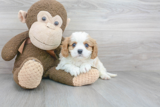 Cavalier King Charles Spaniel Puppy for Adoption