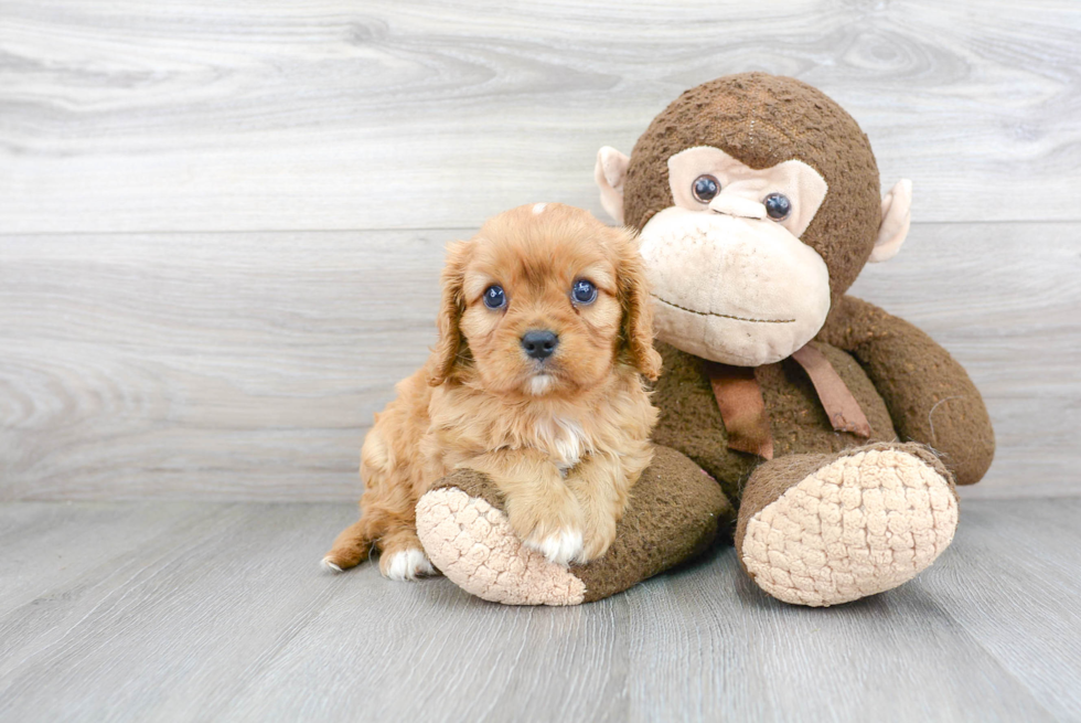 Cavalier King Charles Spaniel Puppy for Adoption