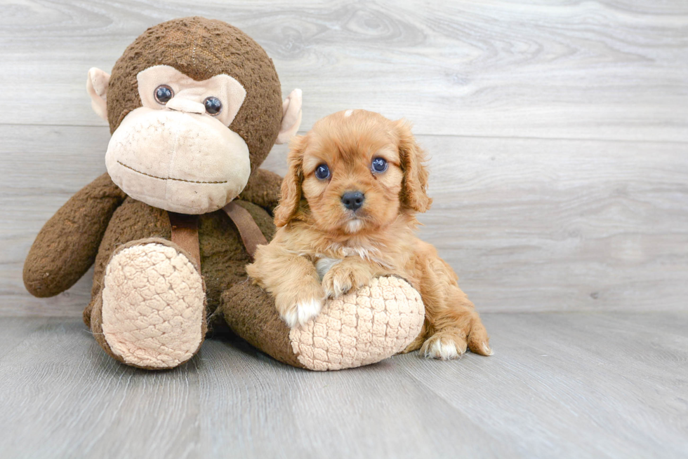 Little Cavalier King Charles Spaniel Purebred Pup