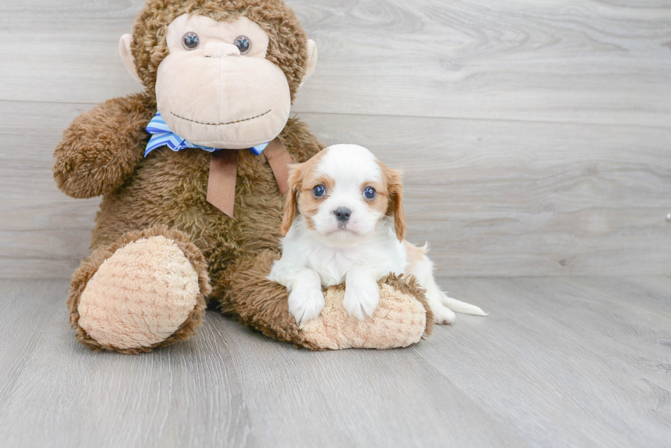 Playful Cavalier King Charles Spaniel Purebred Pup