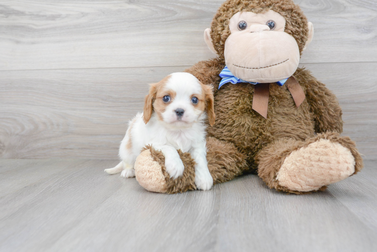 Hypoallergenic Cavalier King Charles Spaniel Purebred Pup