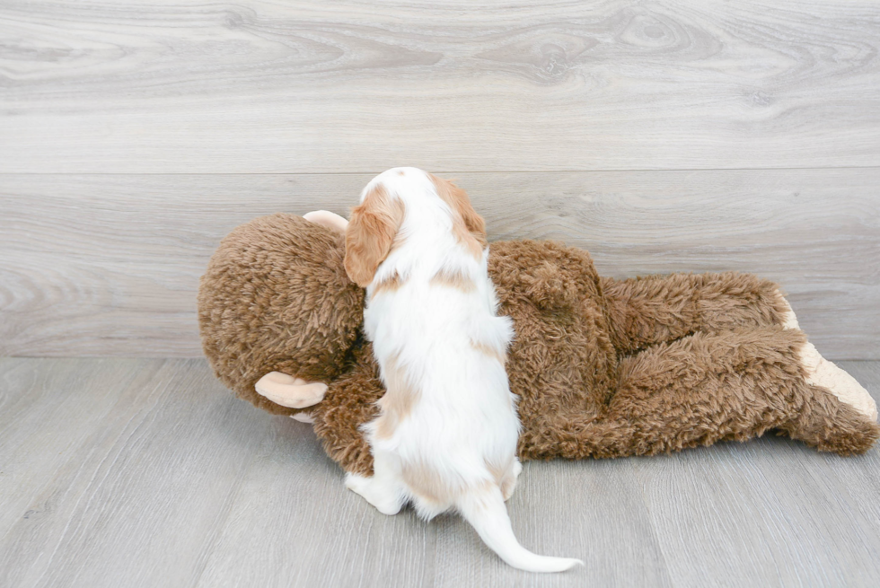 Sweet Cavalier King Charles Spaniel Purebred Puppy