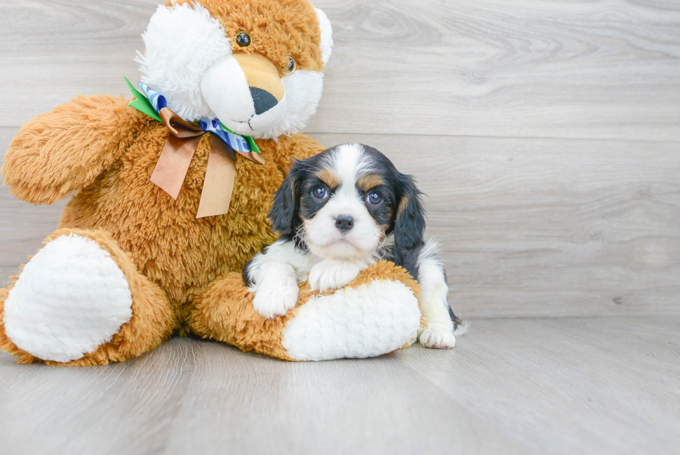 Cavalier King Charles Spaniel Pup Being Cute