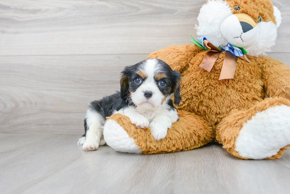 Friendly Cavalier King Charles Spaniel Purebred Pup