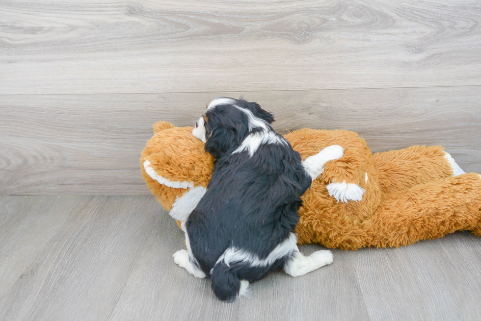 Smart Cavalier King Charles Spaniel Purebred Puppy