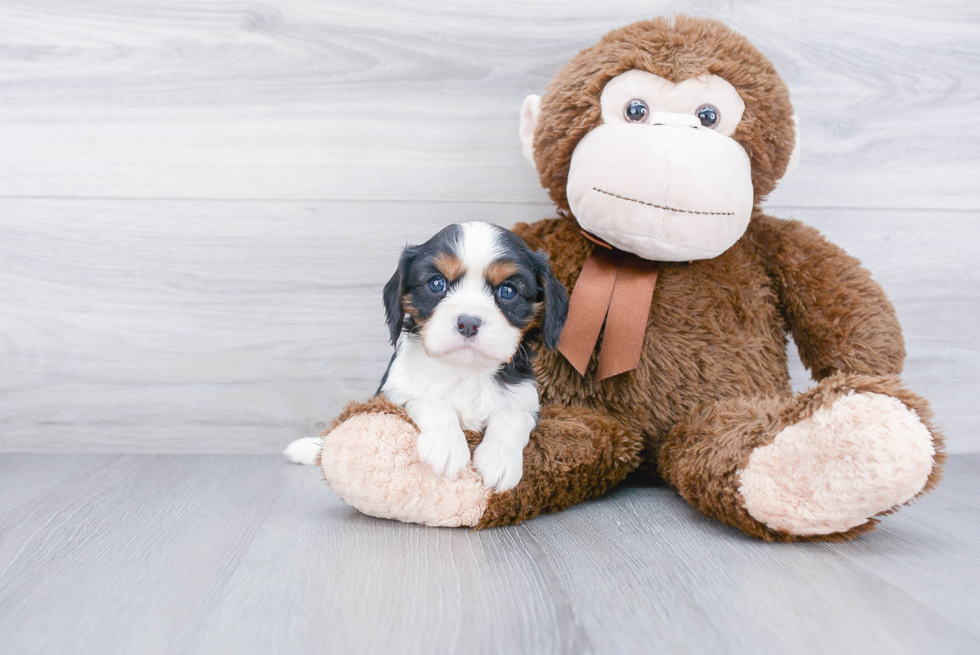 Petite Cavalier King Charles Spaniel Purebred Puppy