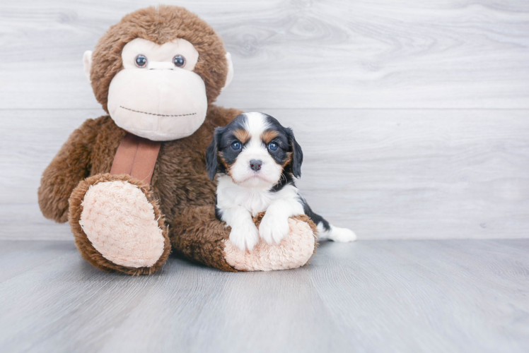 Petite Cavalier King Charles Spaniel Purebred Puppy