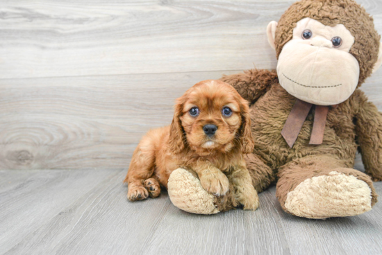 Cavalier King Charles Spaniel Pup Being Cute