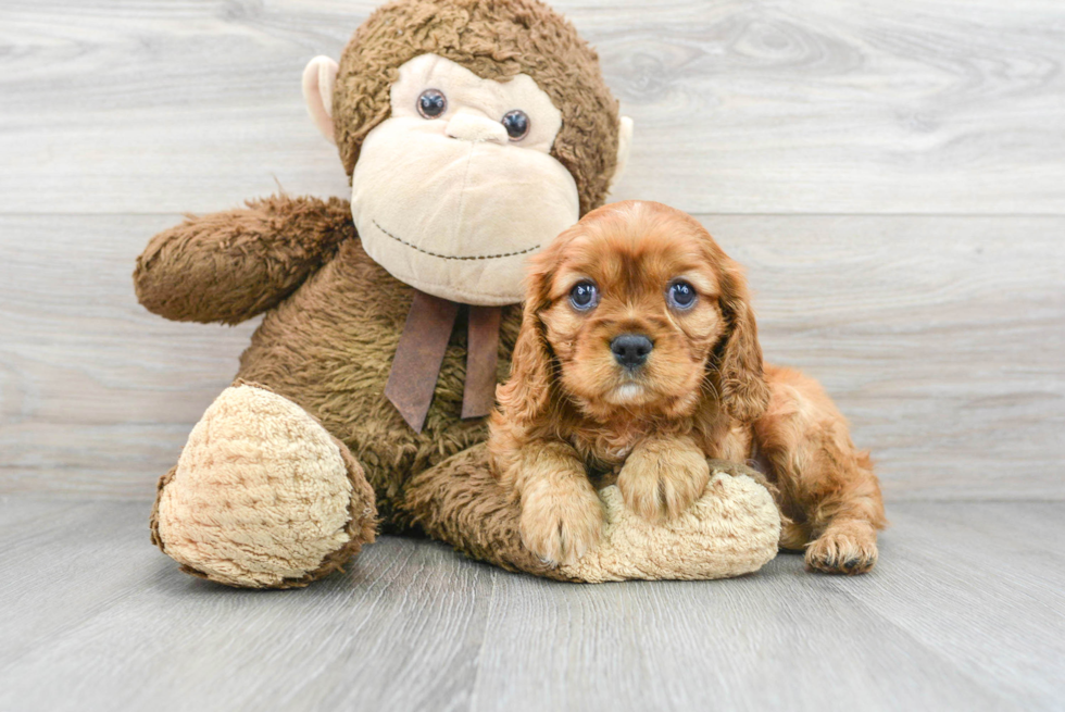 Akc Registered Cavalier King Charles Spaniel Purebred Pup