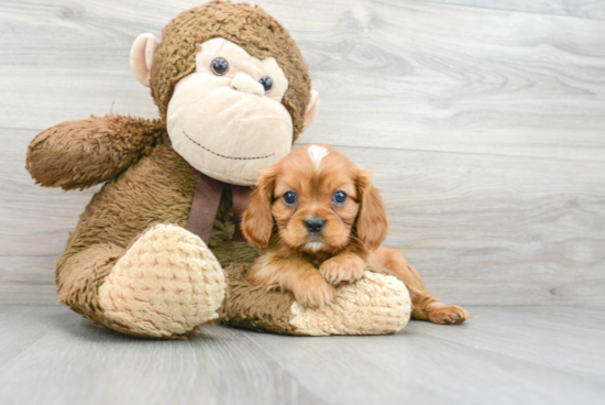 Akc Registered Cavalier King Charles Spaniel Baby