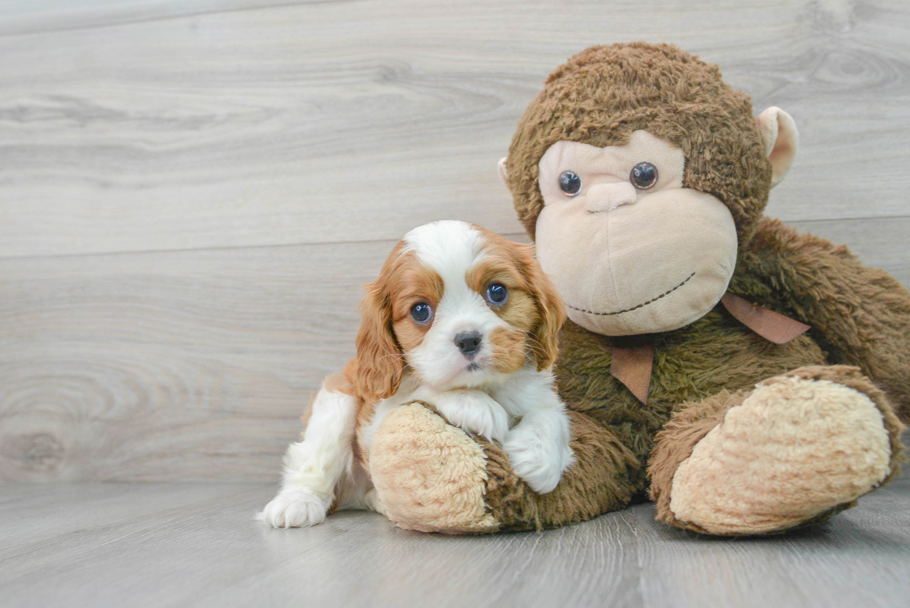 Cavalier King Charles Spaniel Puppy for Adoption