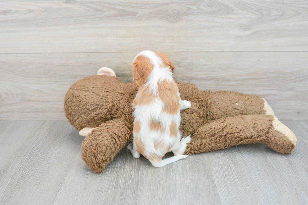 Cavalier King Charles Spaniel Pup Being Cute