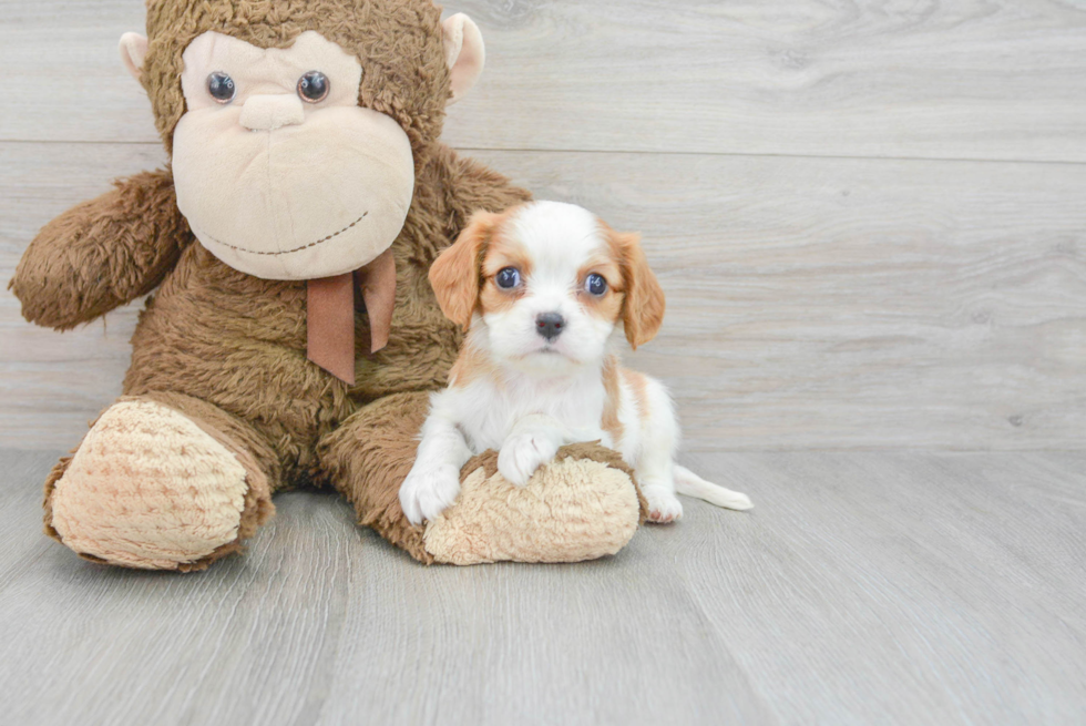 Best Cavalier King Charles Spaniel Baby