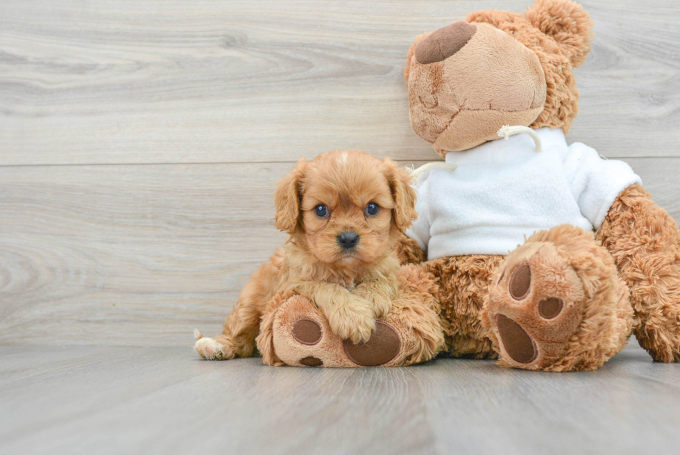 Happy Cavalier King Charles Spaniel Purebred Puppy