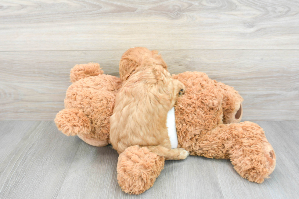 Playful Cavalier King Charles Spaniel Purebred Pup