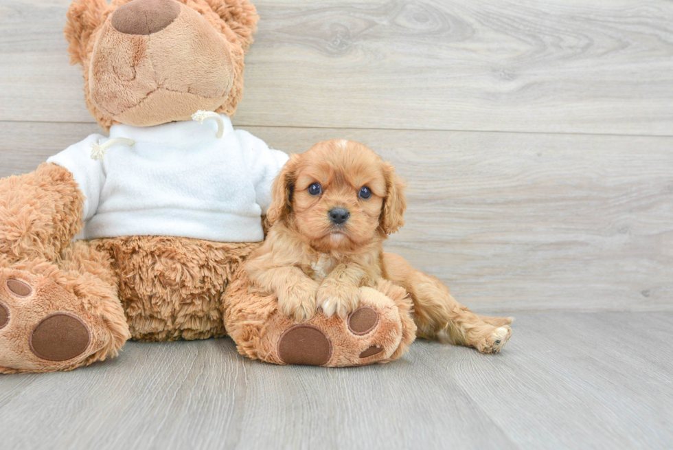 Small Cavalier King Charles Spaniel Baby