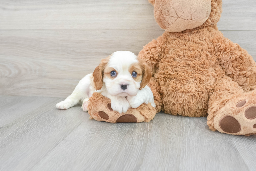 Best Cavalier King Charles Spaniel Baby