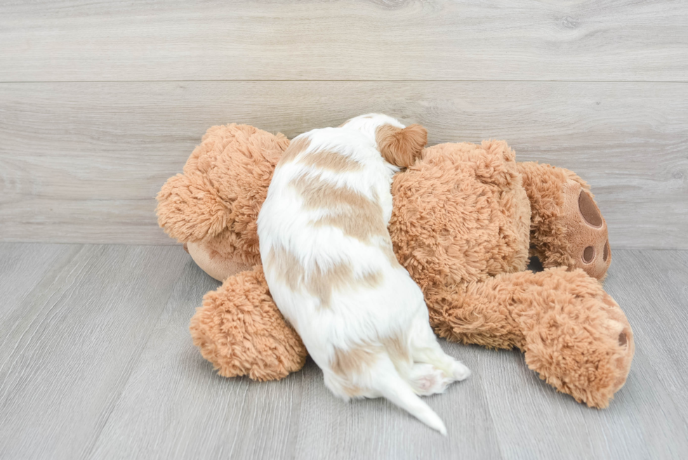 Cavalier King Charles Spaniel Pup Being Cute