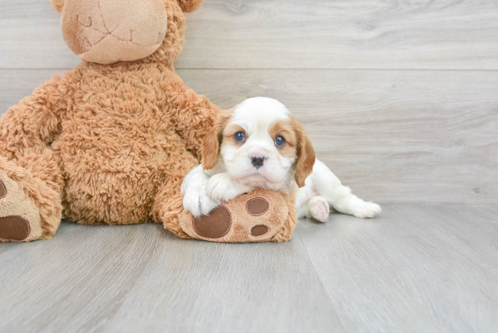 Akc Registered Cavalier King Charles Spaniel Purebred Pup