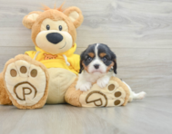 7 week old Cavalier King Charles Spaniel Puppy For Sale - Premier Pups