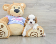 5 week old Cavalier King Charles Spaniel Puppy For Sale - Premier Pups