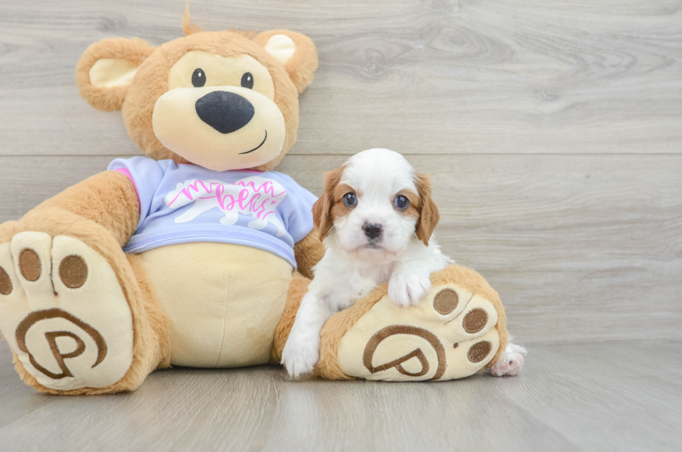 5 week old Cavalier King Charles Spaniel Puppy For Sale - Premier Pups