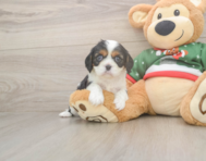 5 week old Cavalier King Charles Spaniel Puppy For Sale - Premier Pups