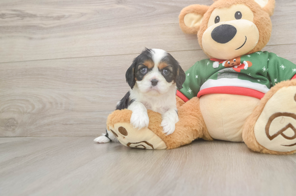5 week old Cavalier King Charles Spaniel Puppy For Sale - Premier Pups