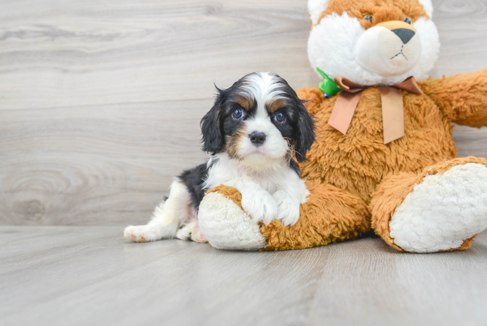 Fluffy Cavalier King Charles Spaniel Purebred Puppy