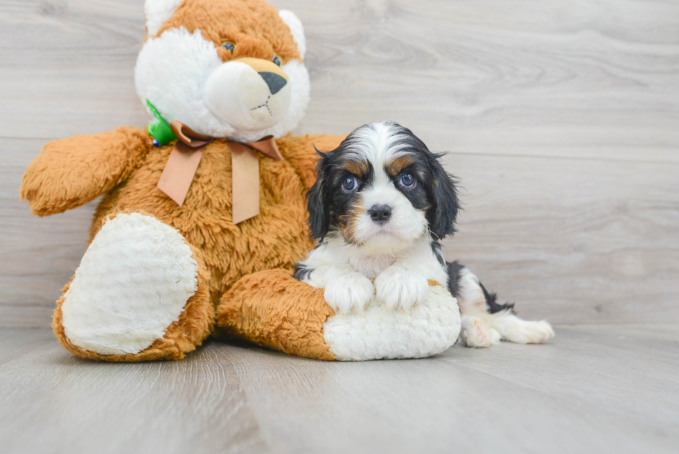 Smart Cavalier King Charles Spaniel Purebred Puppy