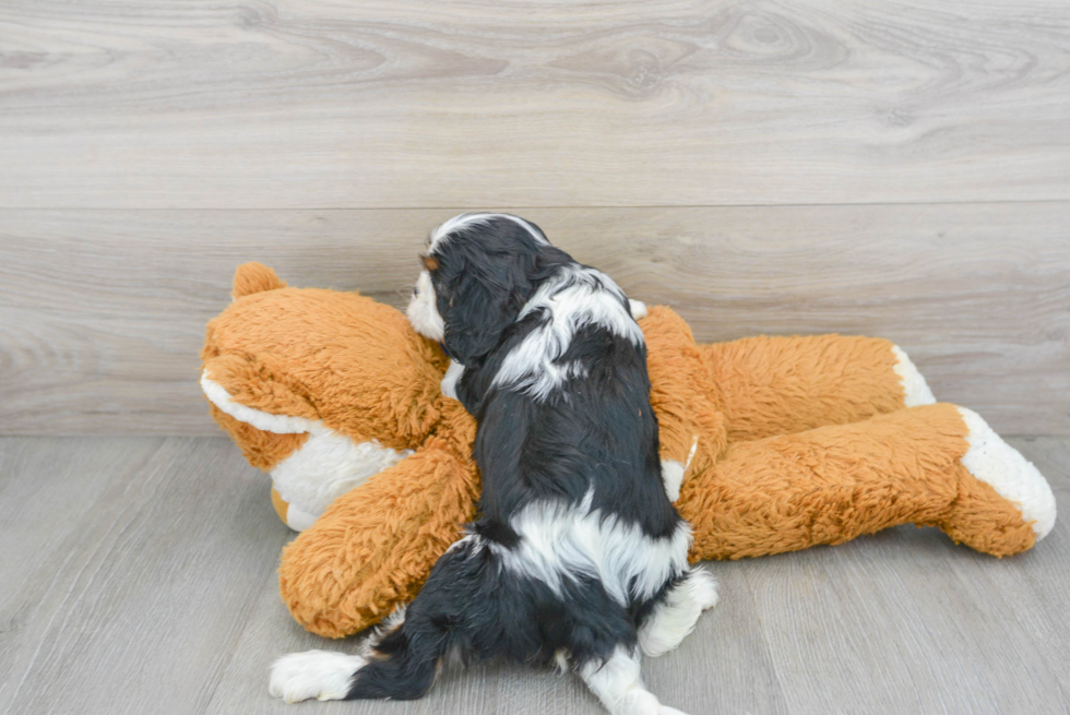 Fluffy Cavalier King Charles Spaniel Purebred Puppy