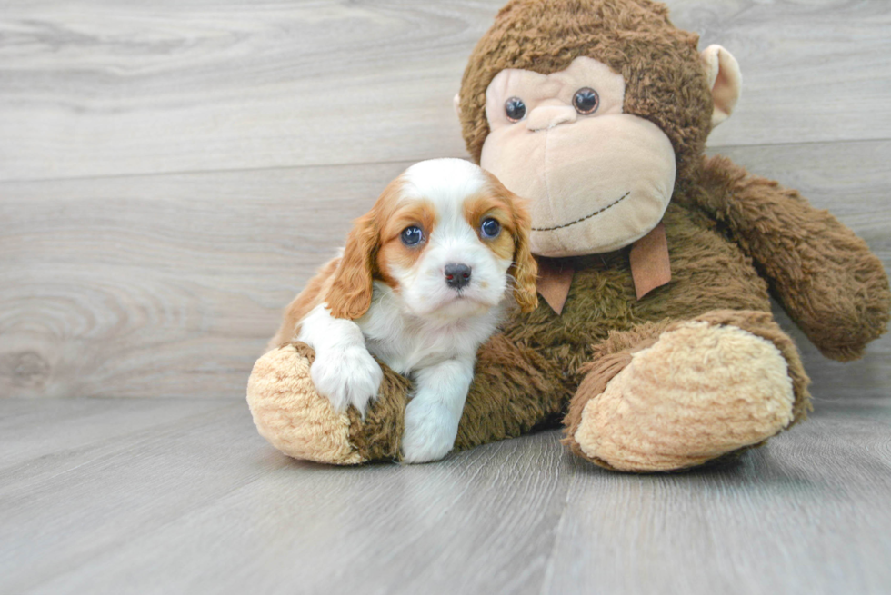 Cavalier King Charles Spaniel Pup Being Cute
