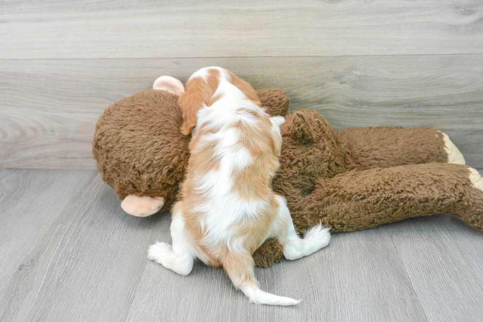 Best Cavalier King Charles Spaniel Baby