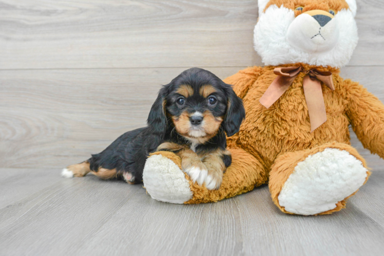 Cute Cavalier King Charles Spaniel Purebred Puppy