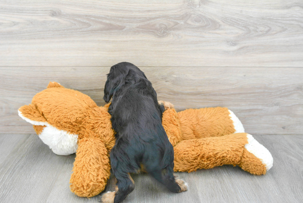 Fluffy Cavalier King Charles Spaniel Purebred Puppy