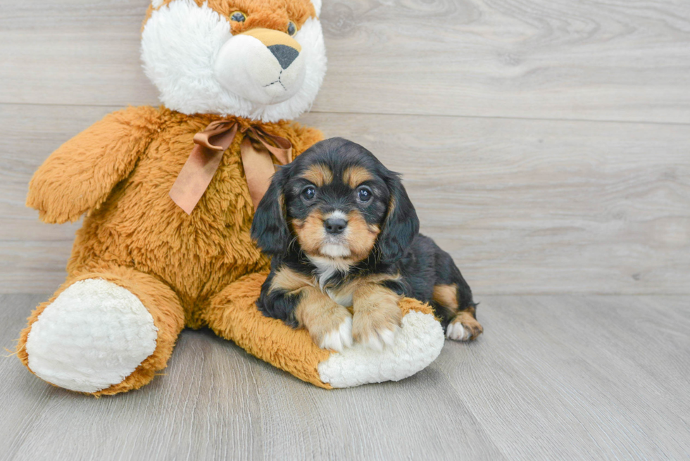 Best Cavalier King Charles Spaniel Baby