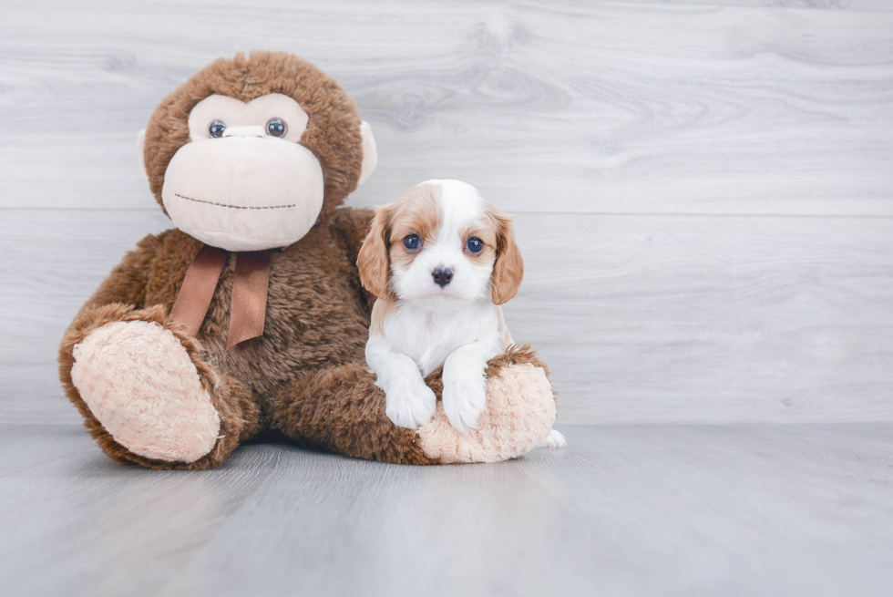 Best Cavalier King Charles Spaniel Baby