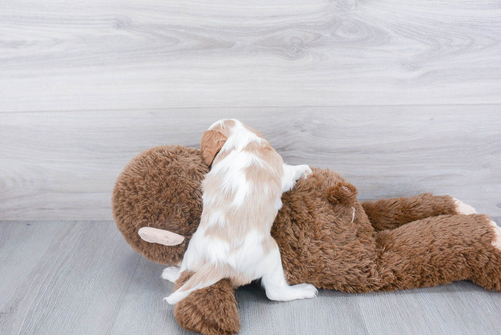 Cavalier King Charles Spaniel Pup Being Cute