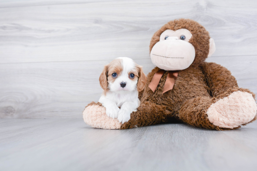 Happy Cavalier King Charles Spaniel Purebred Puppy